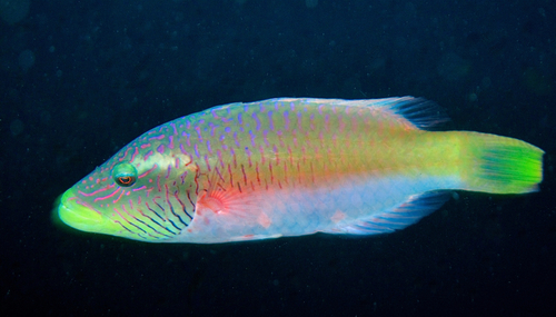 Linedcheek Wrasse — seen at this dive site