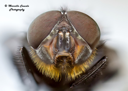 Orange-bearded Bluebottle Fly
