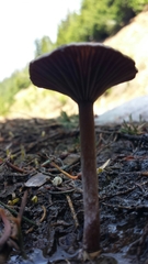 Pseudoomphalina angelesiana
