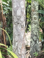 Sphaeropteris excelsa