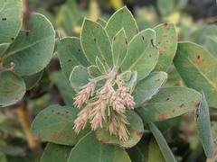 Arctostaphylos hooveri