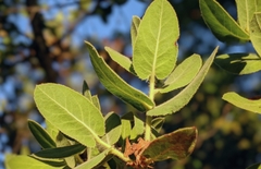 Arctostaphylos hooveri