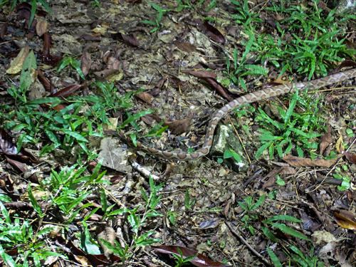 Yellow-red Rat Snake