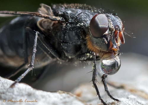 Orange-bearded Bluebottle Fly