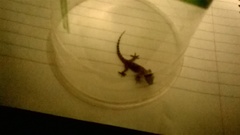 Hemidactylus turcicus