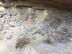 Leprocaulon adhaerens