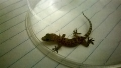 Hemidactylus turcicus