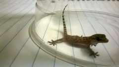 Hemidactylus turcicus