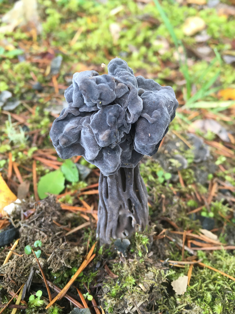 Helvellaceae