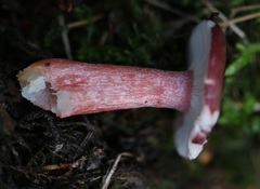 Russula queletii