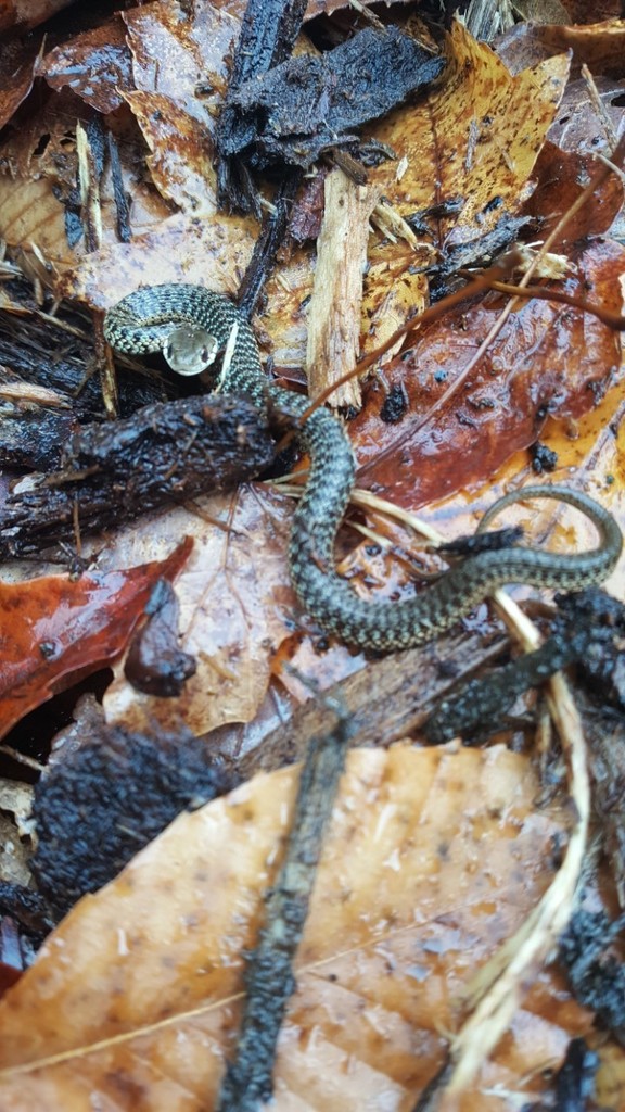 Maritime Garter Snake