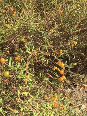 Lonicera subspicata subspicata