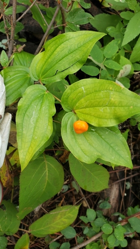rough-fruited fairybells