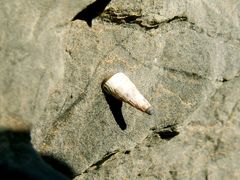 Albinaria teres