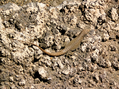 Liolaemus austromendocinus