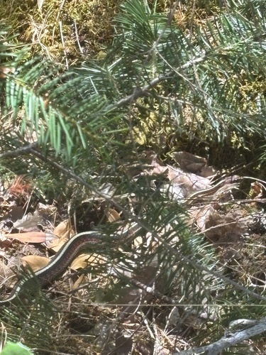 iNaturalist observation photo of Common Garter Snake