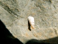 Albinaria teres