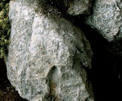 Albinaria teres
