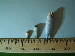 Albinaria teres