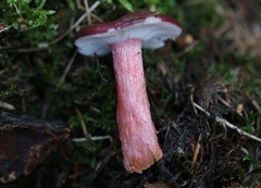 Russula queletii