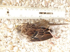 Zonotrichia albicollis