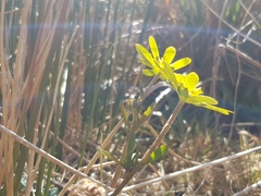 Ranunculus verticillatus