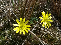 Ranunculus verticillatus