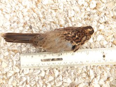 Zonotrichia albicollis