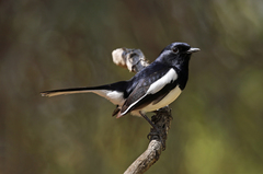 Copsychus albospecularis