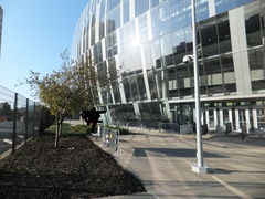 Zonotrichia albicollis