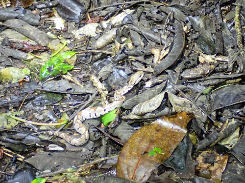 Central American Jumping Pit Viper
