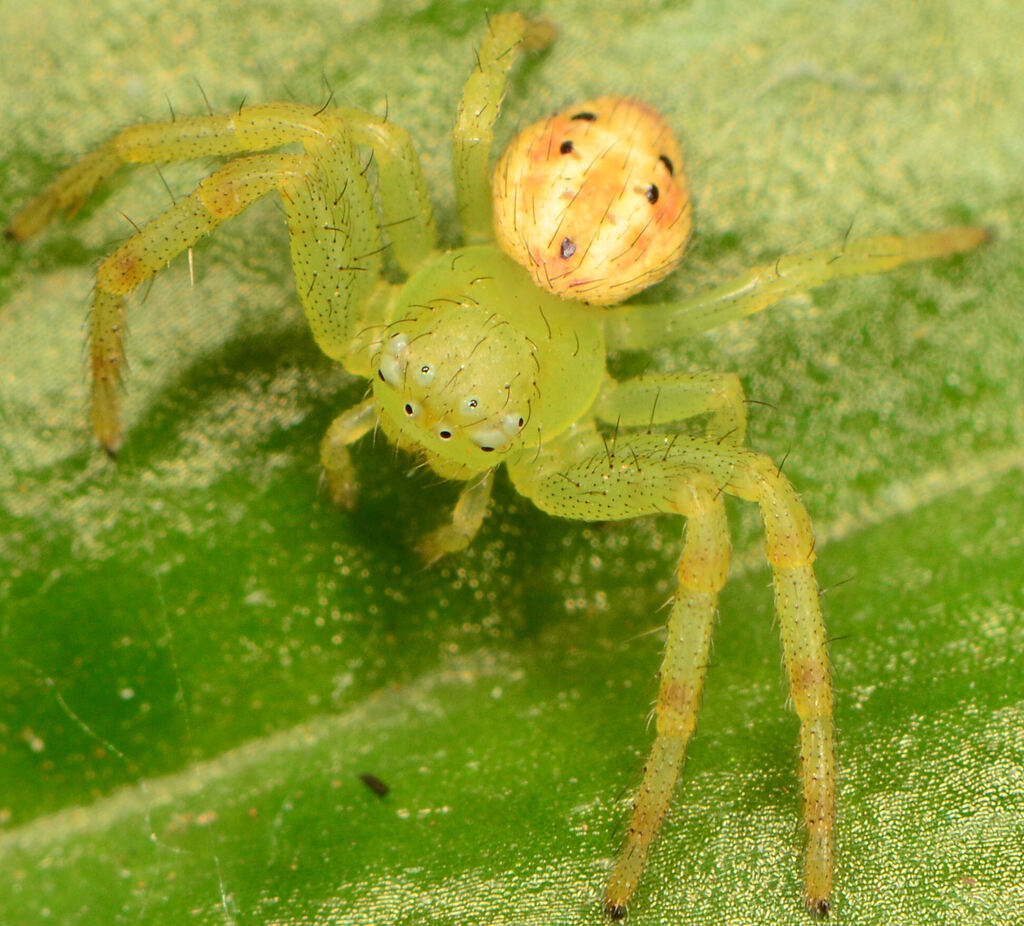 Grass Flower Spider