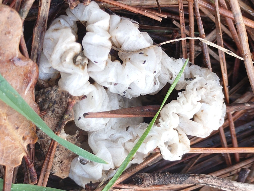 Ileodictyon cibarium · August 2025 · photo: © bythepark (iNaturalist, cc-by-nc)