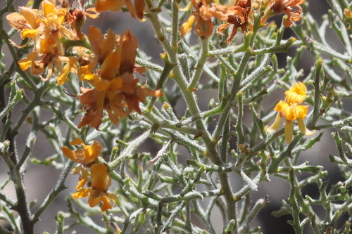 Jacksonia ramosissima, 2025-08-17