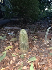 Cephalocereus polylophus