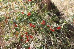 Pyracantha koidzumii