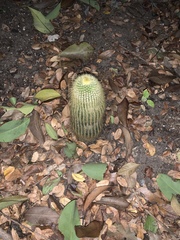 Cephalocereus polylophus