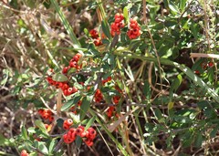Pyracantha koidzumii