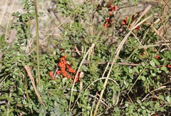 Pyracantha koidzumii