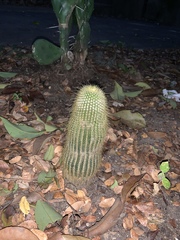 Cephalocereus polylophus