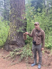 Pinus lambertiana — photo 2