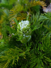 Aciphylla dissecta