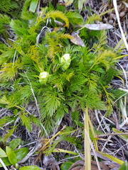 Aciphylla dissecta