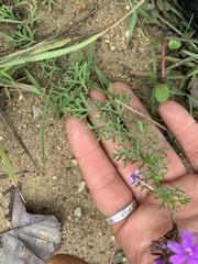 Glandularia aristigera