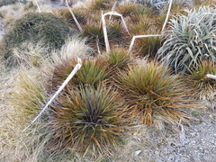 Aciphylla colensoi