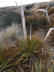 Aciphylla colensoi