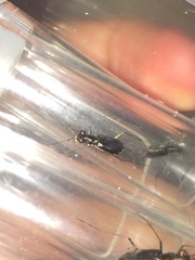 Cicindela abdominalis