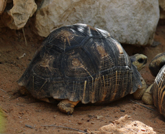 Astrochelys radiata