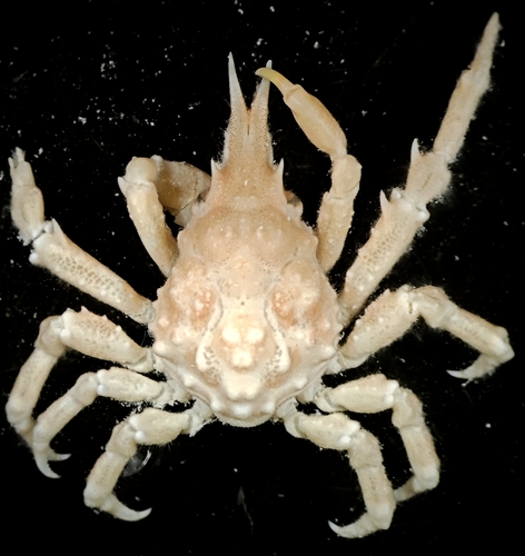 Tylocarcinus observed 2022-08-19