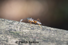 Lymeon orbus
